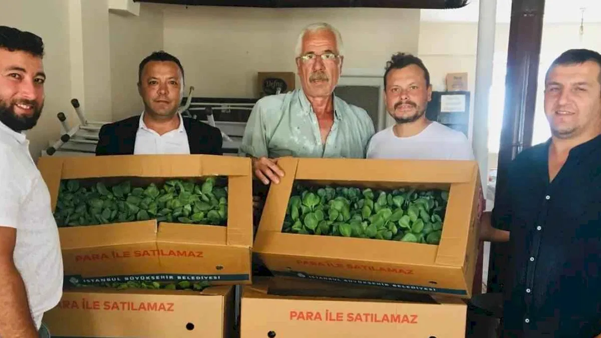 İzmit'te 500 bine yakın lahana fidesi dağıtıldı