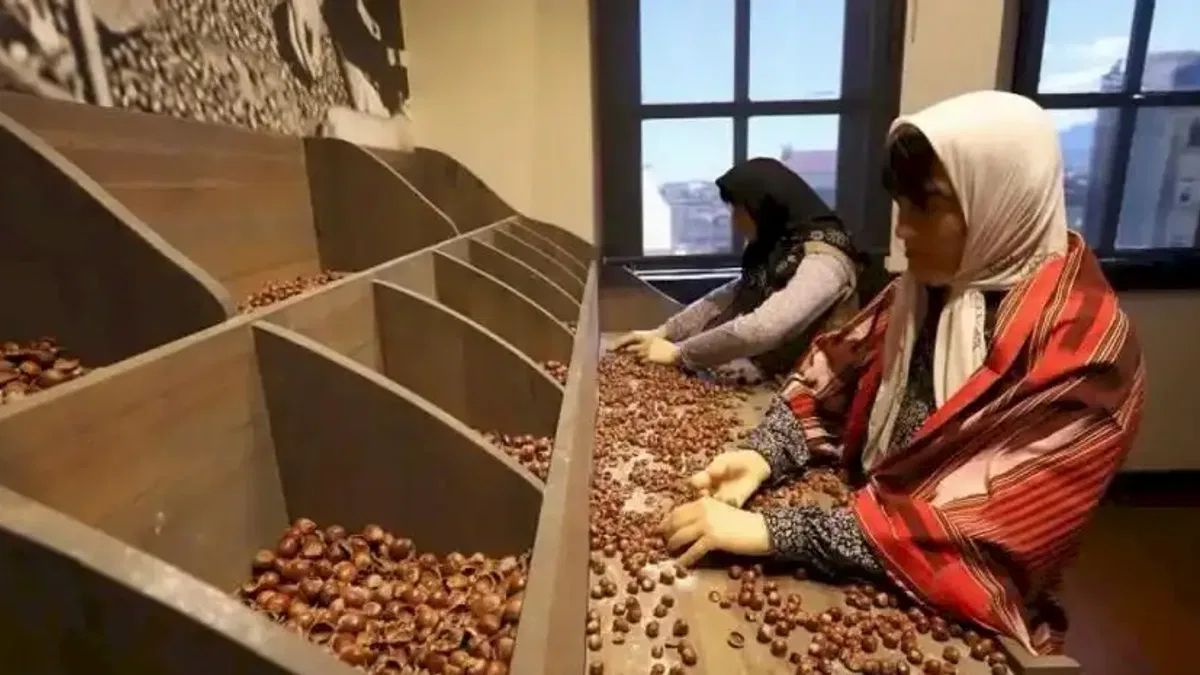 Türkiye’nin ilk fındık müzesi yoğun ilgi görüyor