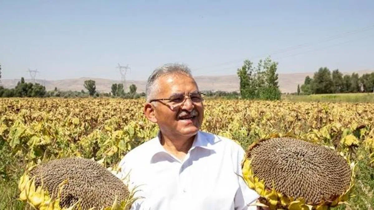 Kayseri Büyükşehir'den ay çekirdeği kurutma sahası