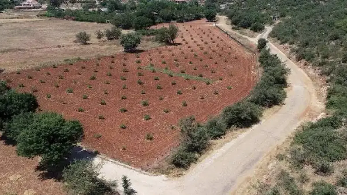 Muğla’da 230 bine yakın ağaç toprakla buluştu
