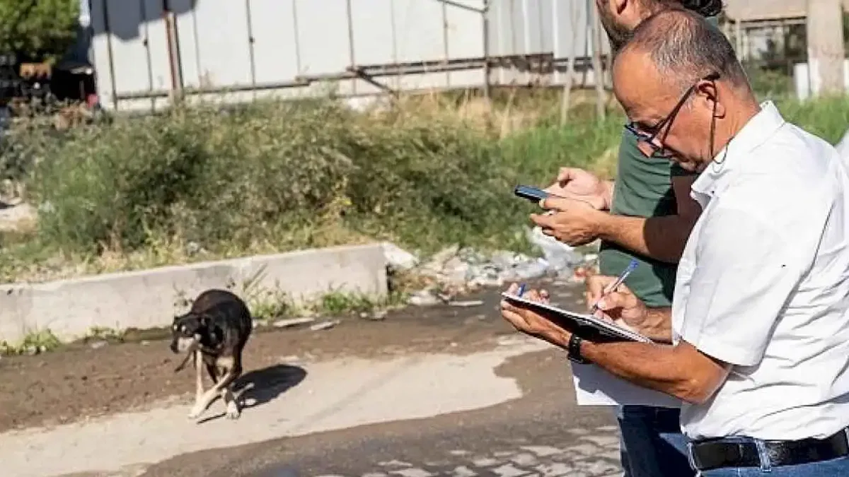 Sahipsiz Köpek Popülasyonu Yönetimi İzmir Eylem Planı uygulanıyor