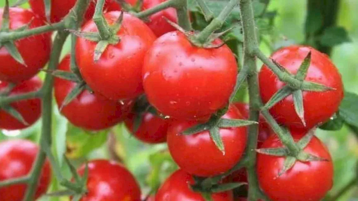 Kanser savaşçısı domates, aynı zamanda kalp dostu