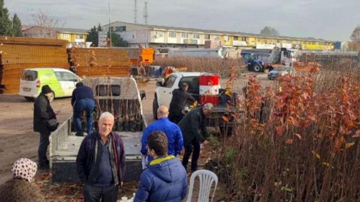 Kocaeli'nin yüzde 50 hibeli meyve fidanları dağıtılıyor