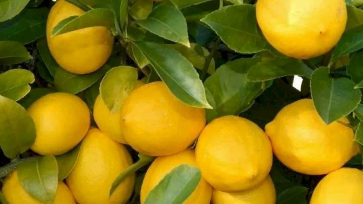 Üretici-market farkı en çok limonda! 3,5 liralık limon 17 liraya satıldı