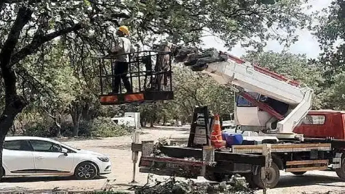 Ören'de Anıt Ağaçlar Rehabilite Ediliyor