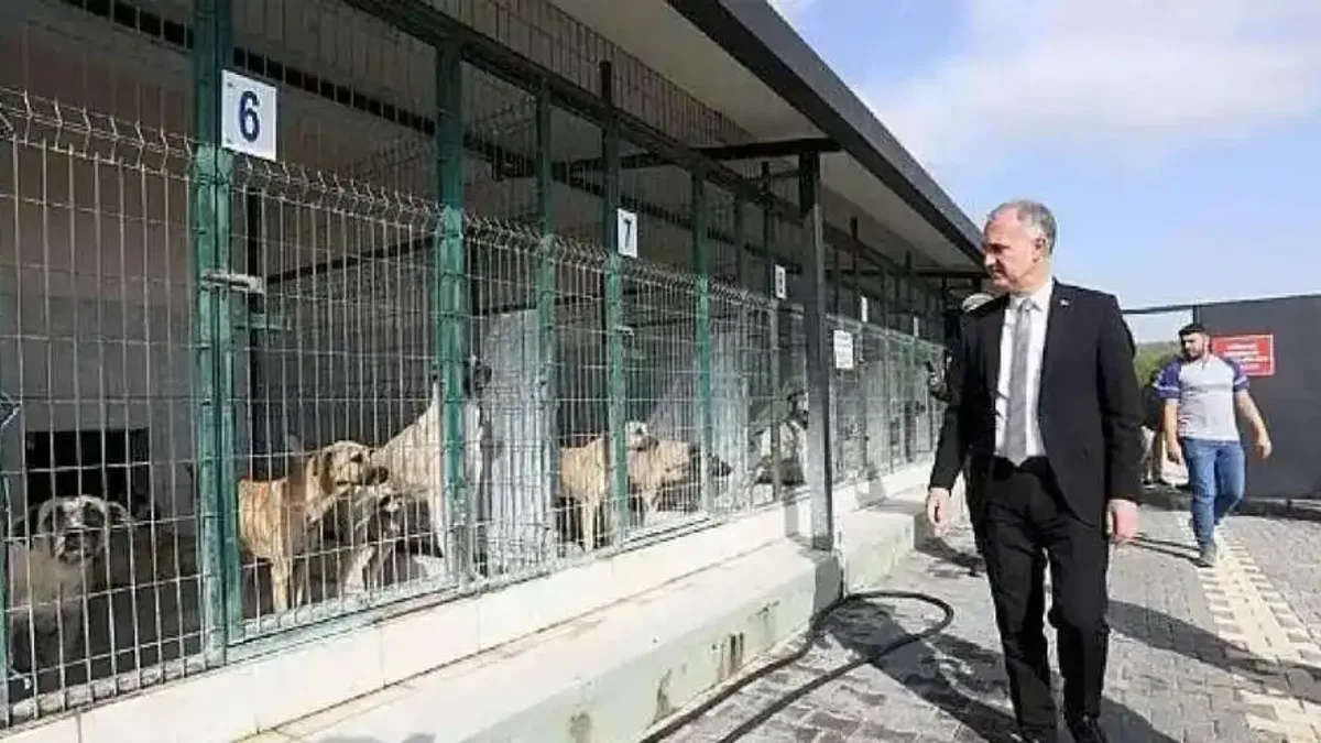 İnegöl'de Sokak Hayvanları İçin Yeni Adımlar Atılıyor