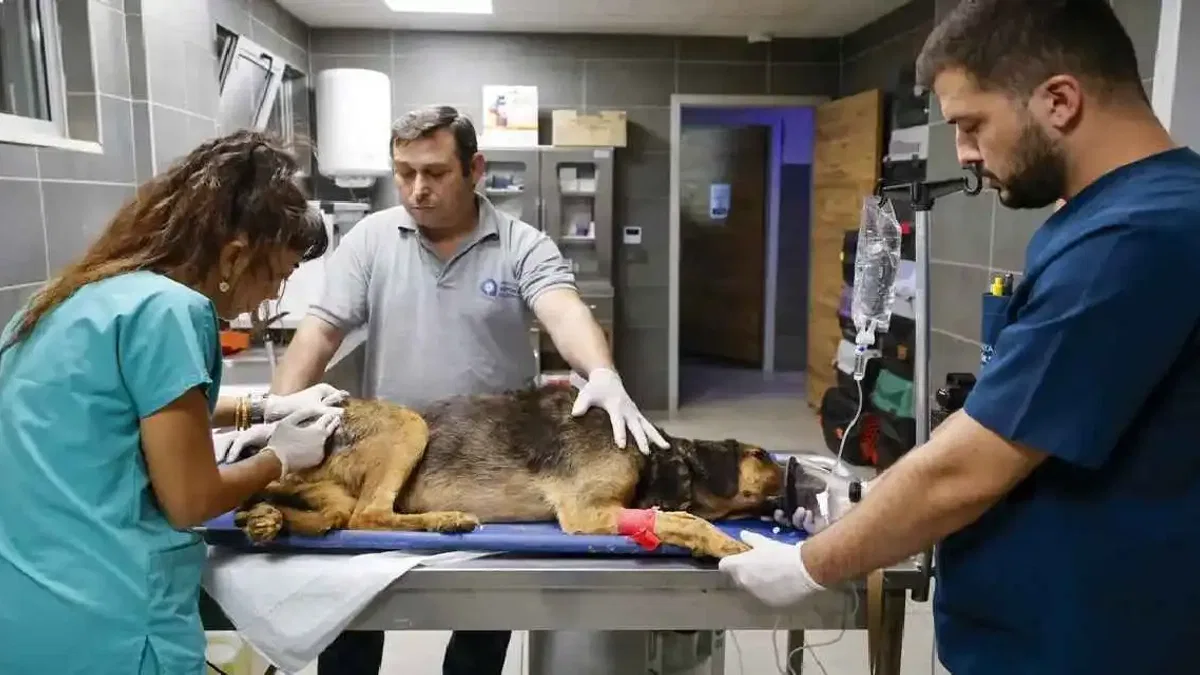 Antalya’da yangında can dostlara seferberlik
