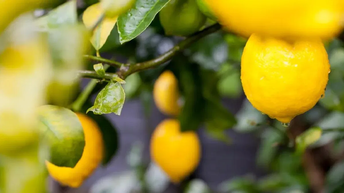 Türkiye’nin limon ihracatı 22 yılda 2,5 kat arttı