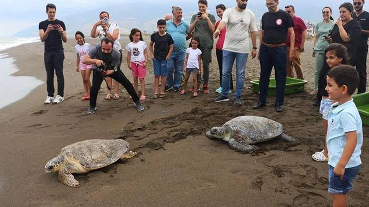 Deniz kaplumbağaları tedavi edilip mavi sulara uğurlandı