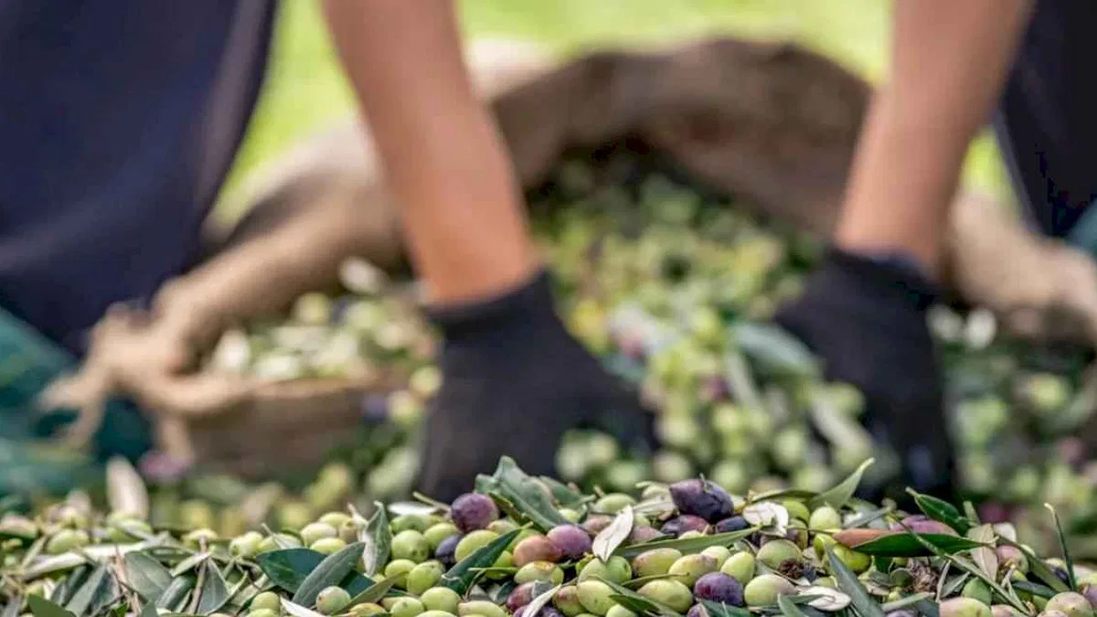 Sofralık Zeytin İhracatında 255 Milyon Dolarlık Tarihi Rekor
