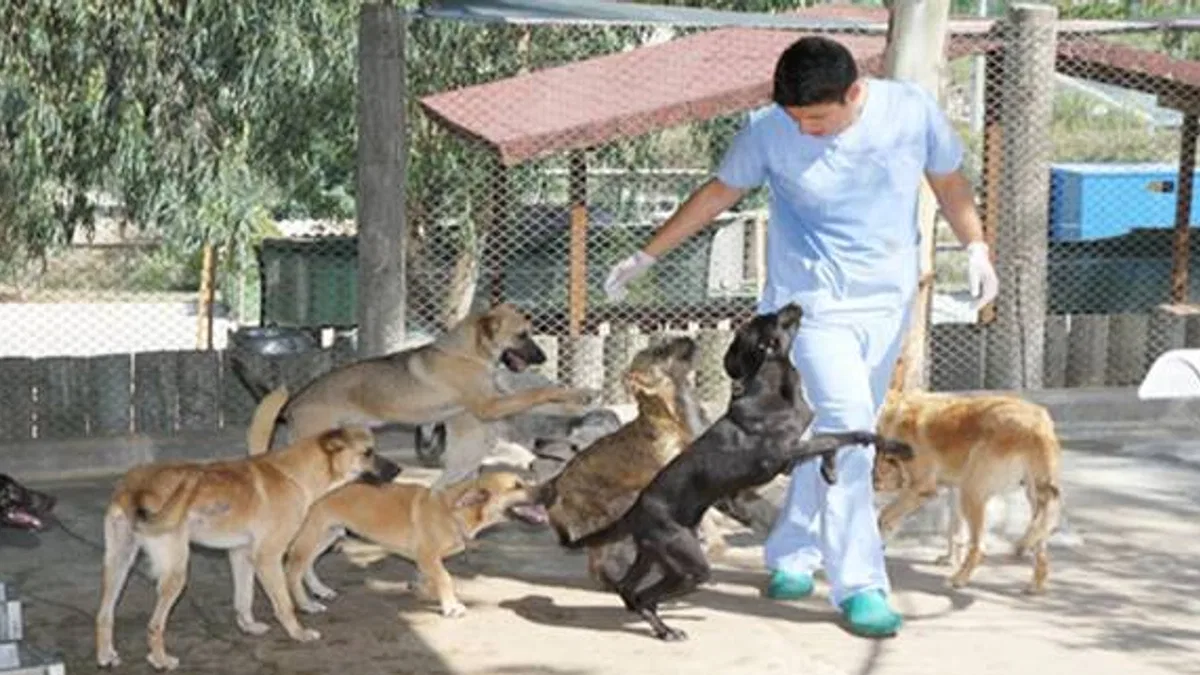 Veteriner Hekim Özçetin: 'Sokak Köpeklerinde Problemin Temel Kaynağı Kırsal'