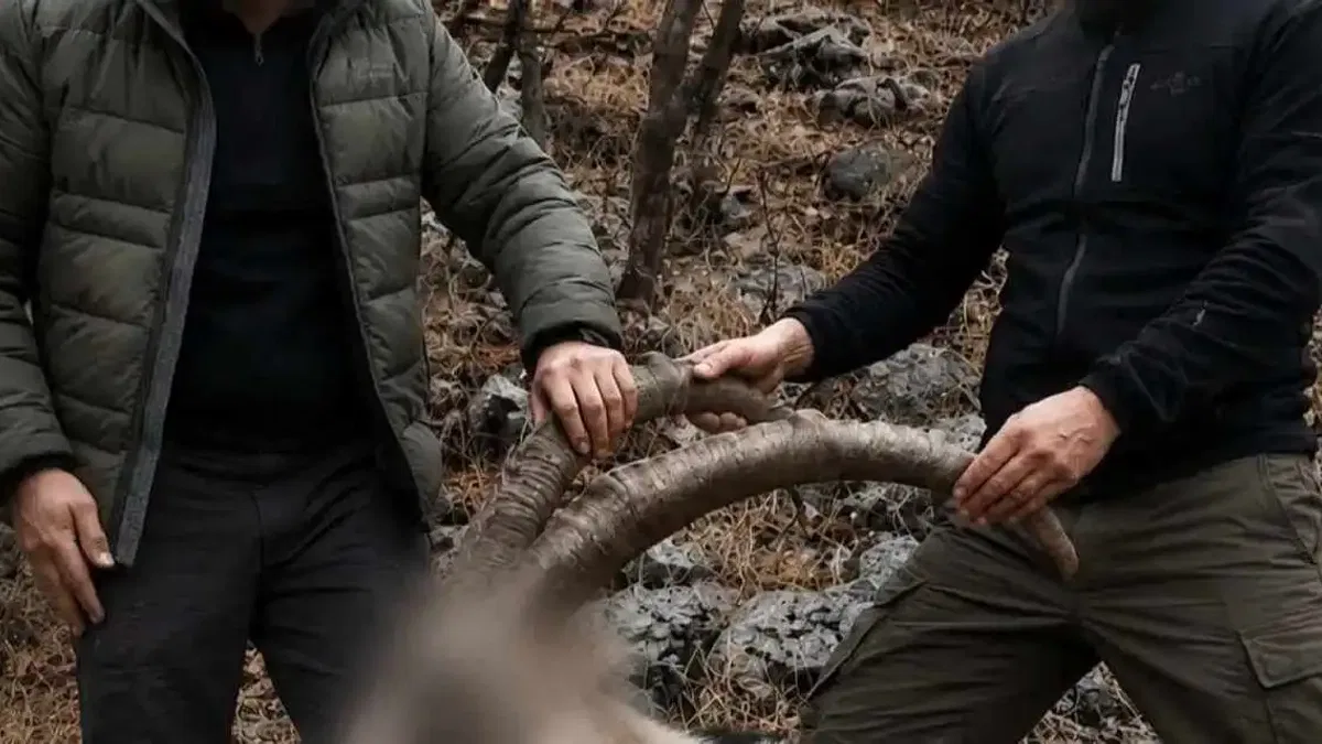 6 yıl önceki kaçak avın failleri tespit edildi! 5 yaban keçisi için ceza uygulandı