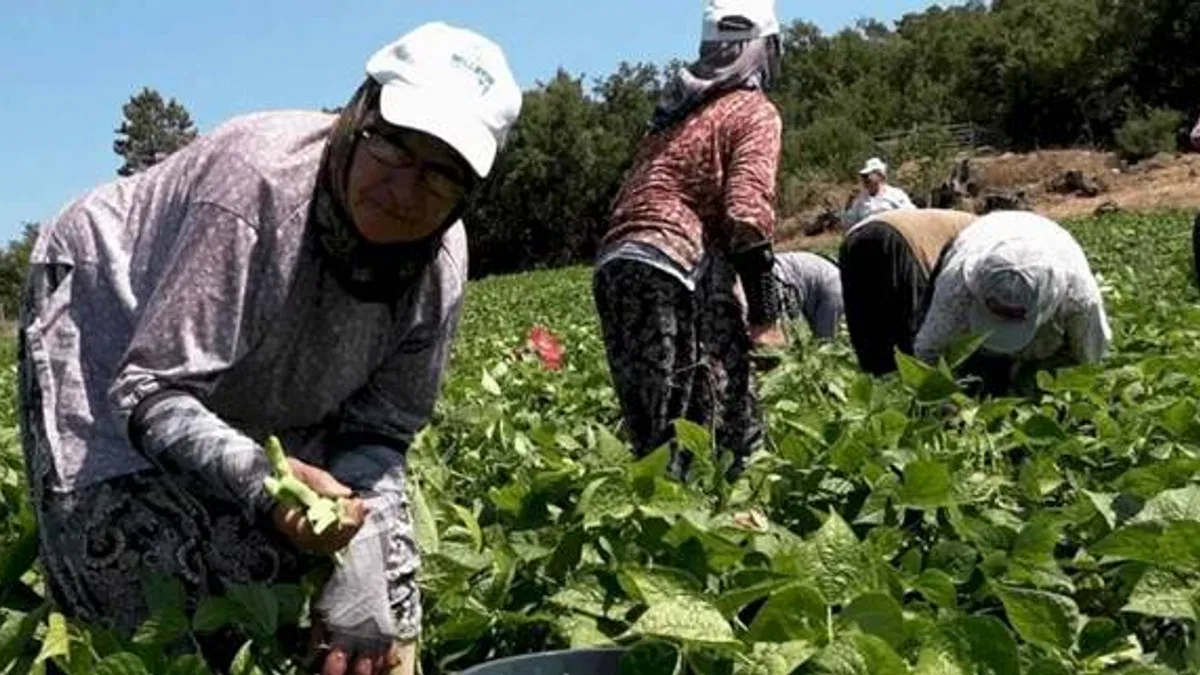 Badalan fasulyesi toprakla buluştu, çiftçilerin yüzü güldü