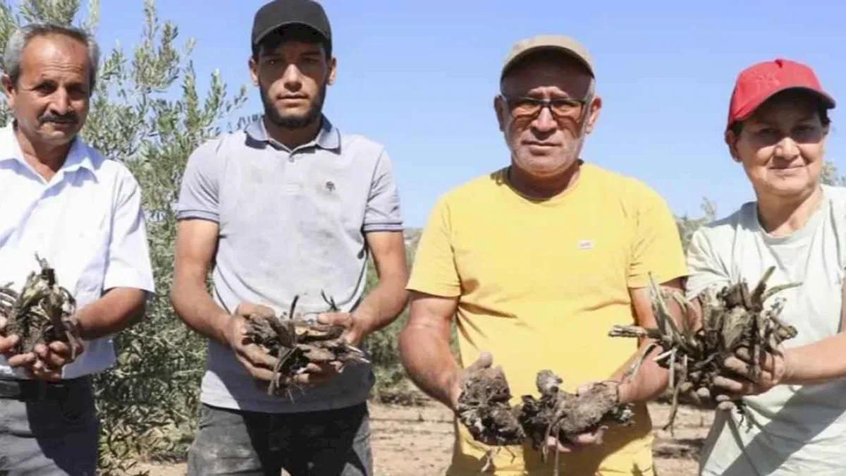 Mersin Büyükşehir’den üreticiye ilk enginar yumrusu desteği