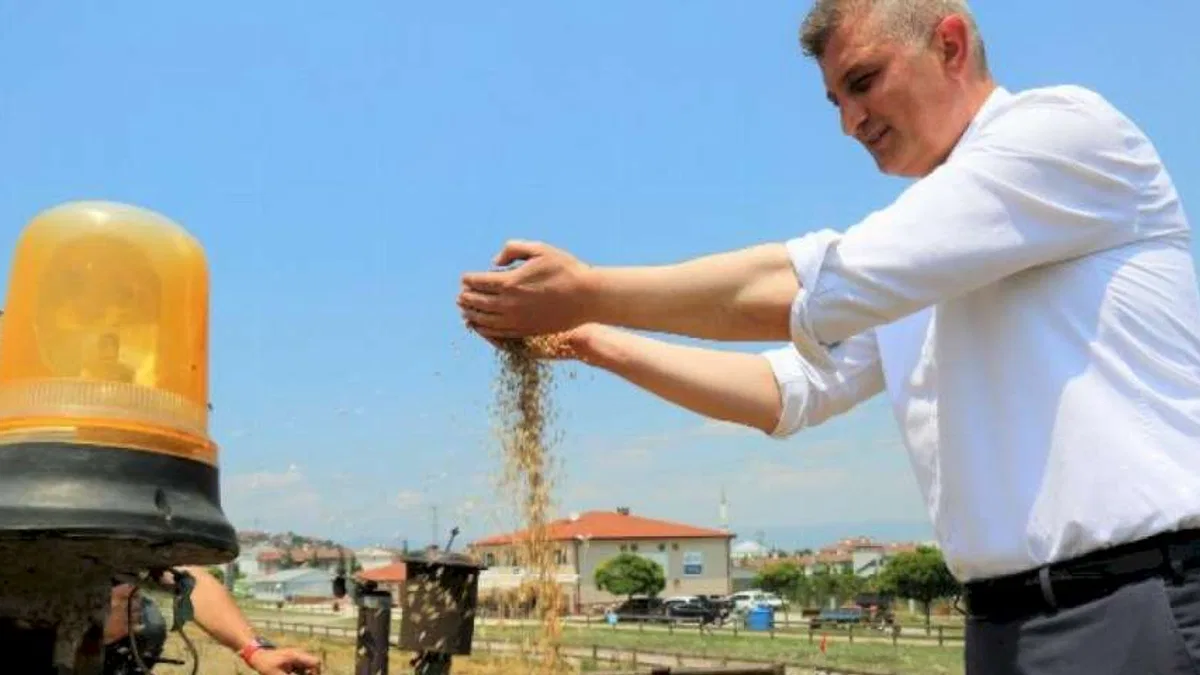 Gölcük'te bu kez yem bitkisi yetişecek