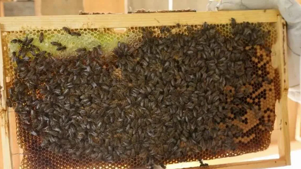 Artvin’de bal fiyatları belli oldu