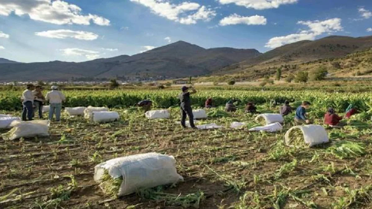 Deprem bölgesinden 300 ton ürün alacak