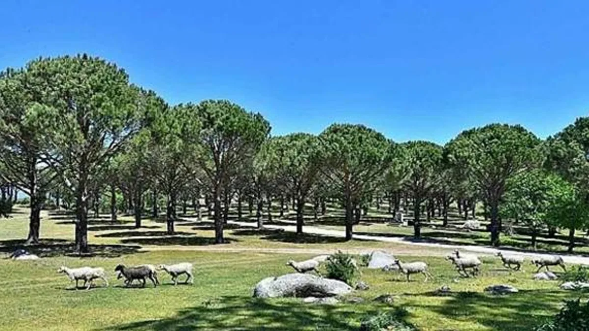 Bergama Belediyesi Zeytin ve Fıstıkta Markalaşma Yolunda