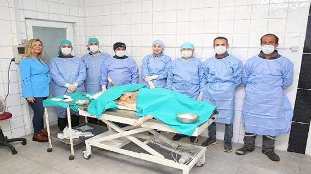 Nilüfer'de sahipsiz can dostlar kısırlaştırılıyor