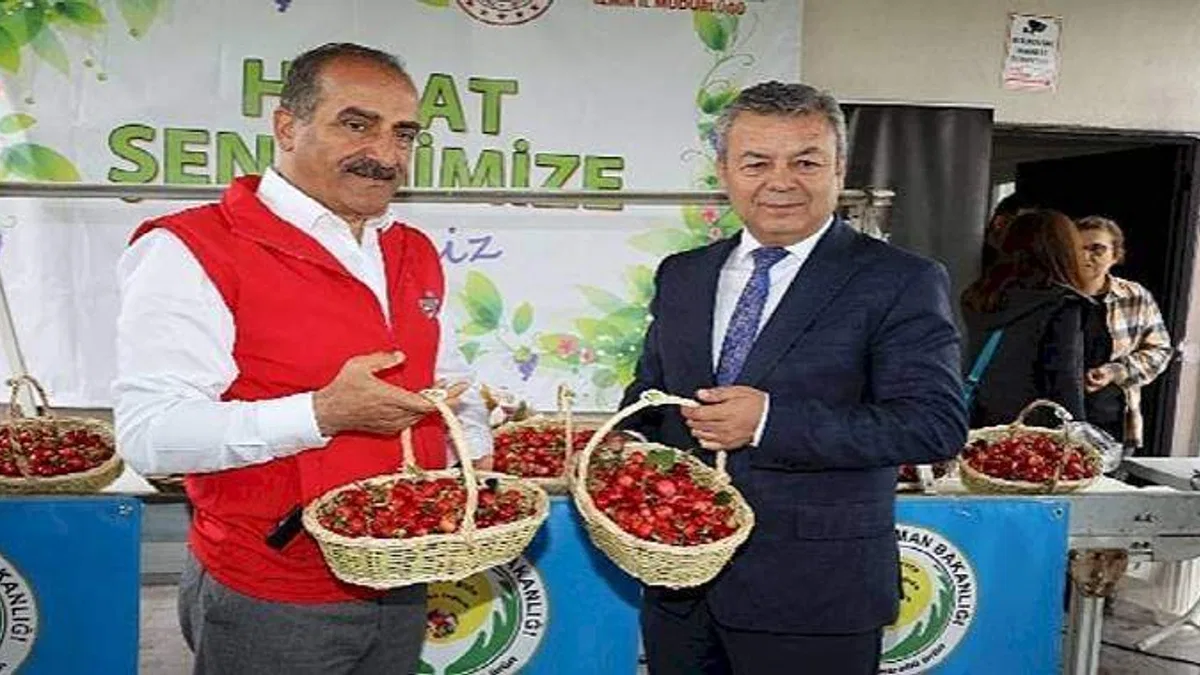 Dünya'nın kirazı Kemalpaşa'dan gidecek