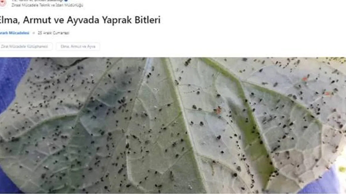 Yaprak Biti Nedir?