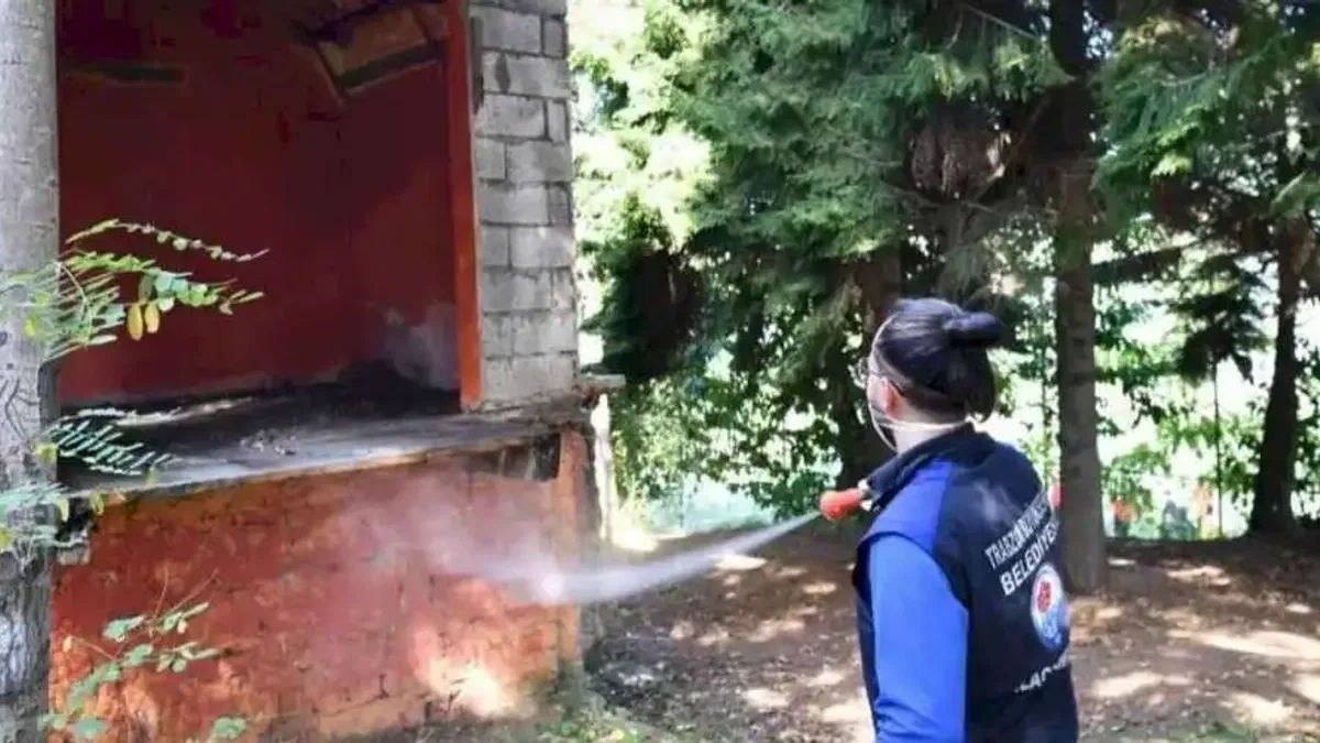 Trabzon’da tarım zararlısına karşı yoğun ilaçlama