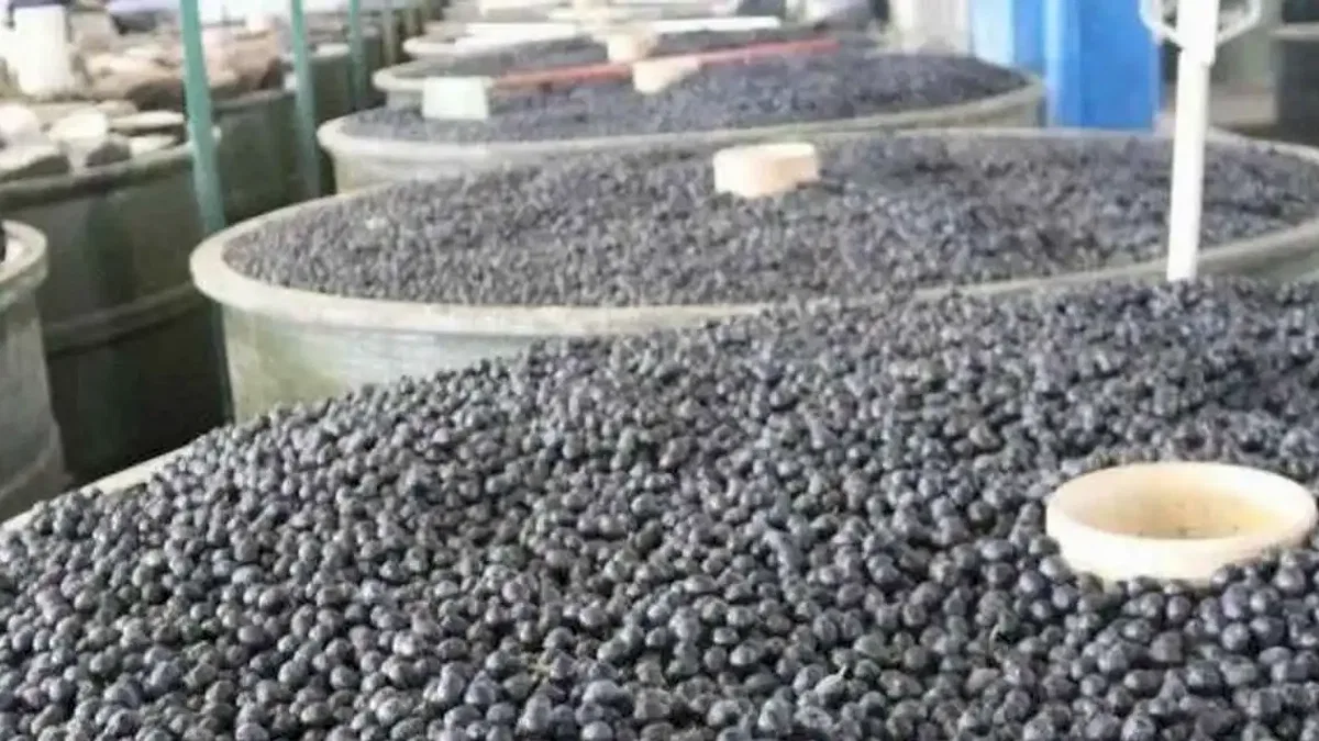 Marmarabirlik'in yeni ödeme belli oldu... Zeytin üreticisine üçüncü dilim ödemeler 6 Aralık'ta