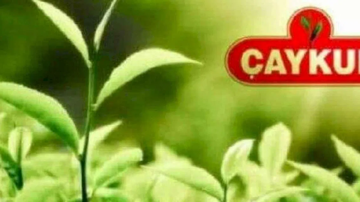 ÇAYKUR 213 bin ton yaş çay aldı