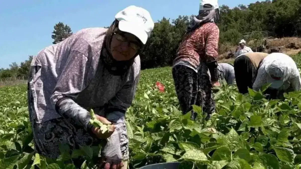 Balıkesirli üreticinin yüzünü Büyükşehir güldürdü