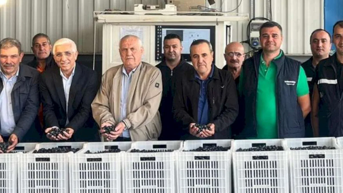 Marmarabirlik'ten zeytin üreticilerine ikinci dilim ödeme 24 Kasım'da