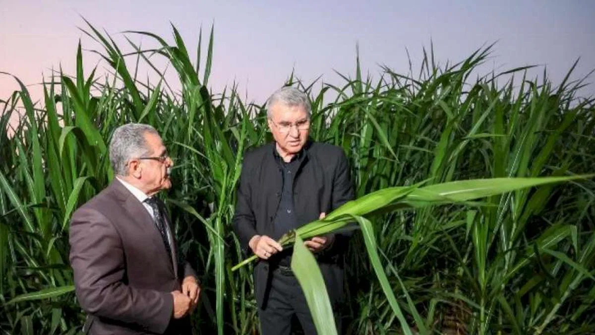 Mucize 'pakong' bitkisiyle Sakarya’da ilk.. Hayvancılık cazip hale gelecek