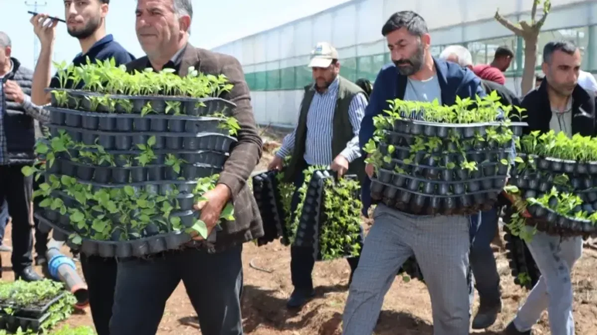 Çiftçiye 1 milyon fide desteği