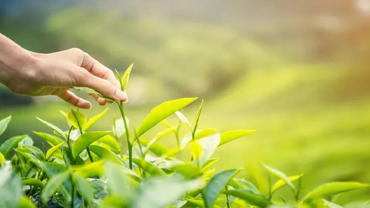 Karadeniz'de yeni sezonun ilk hasadı