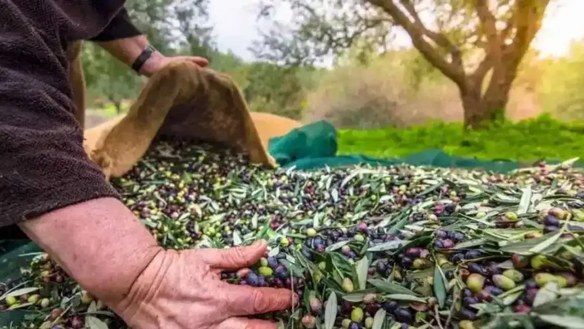 Türkiye sofralık zeytin ihracatında 210 milyon dolara ulaştı