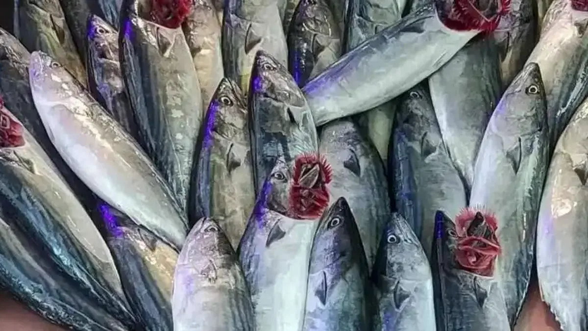 Mudanya'daki balıkçı tezgahları palamutla doldu