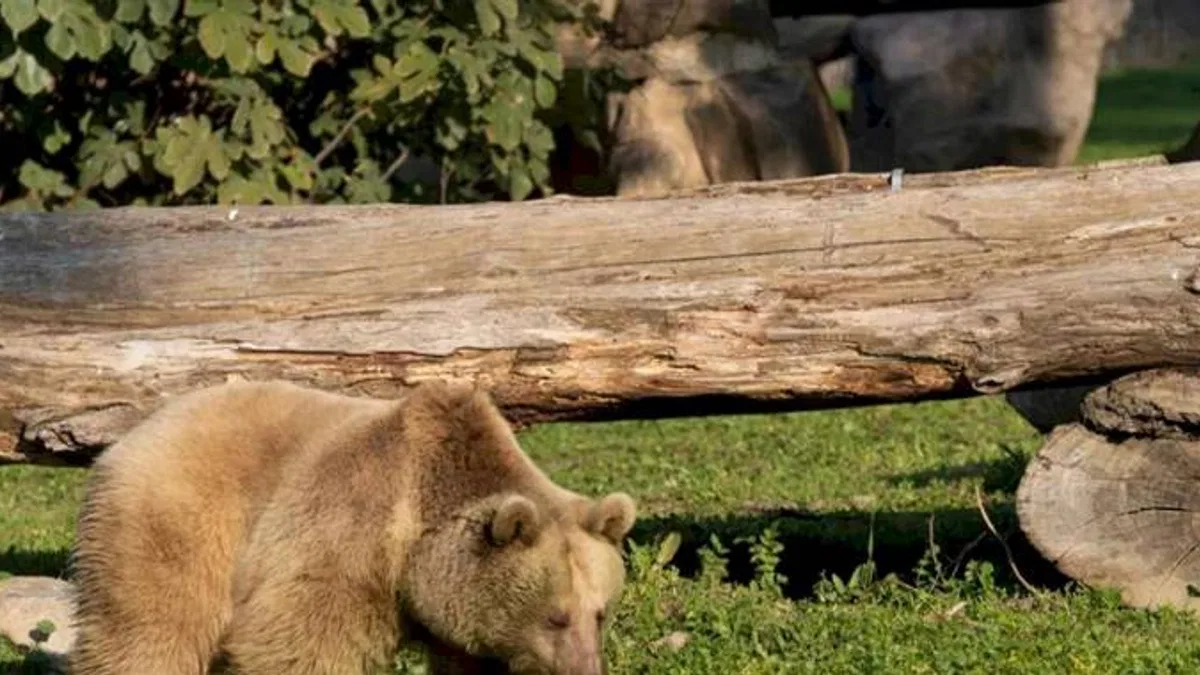 İzmir Doğal Yaşam'ın yeni sakinleri siyah jaguar ve boz ayı oldu