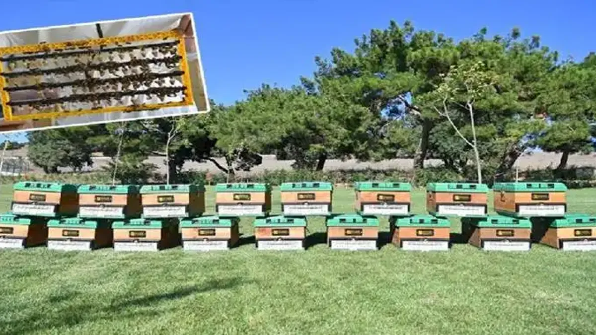 Türkiye'nin en büyük Balı Ormanı