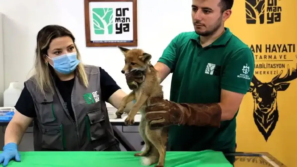 Yavru tilki Ormanya’da şifa buluyor