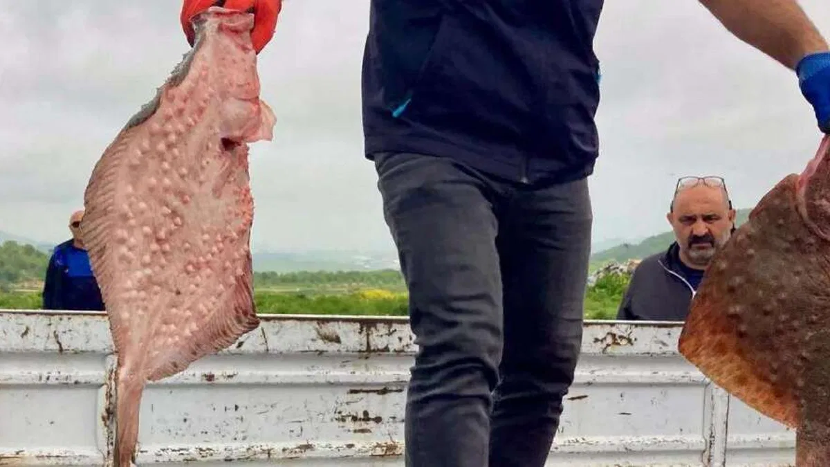 Karadeniz’de yasa dışı avcılığa geçit yok! 500 kilogram kalkan ele geçirildi