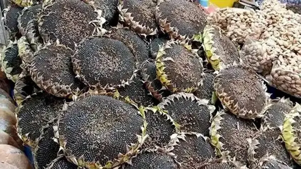 Bursa’nın çerezlik ayçiçeği hasadı başladı