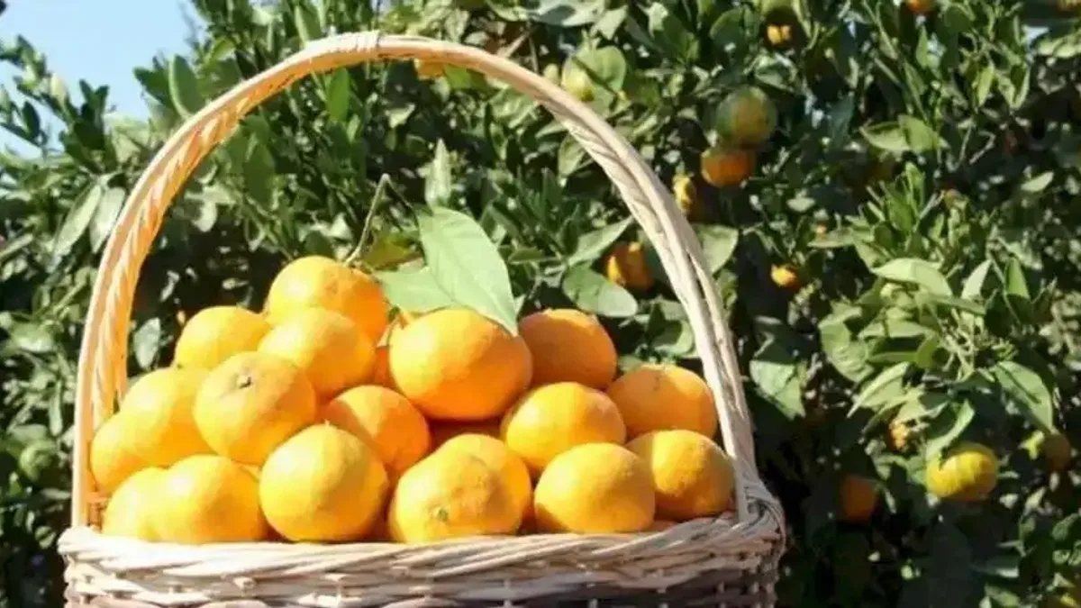 Tarım ürünleri üretici fiyatları yıllık yüzde 40,1 arttı