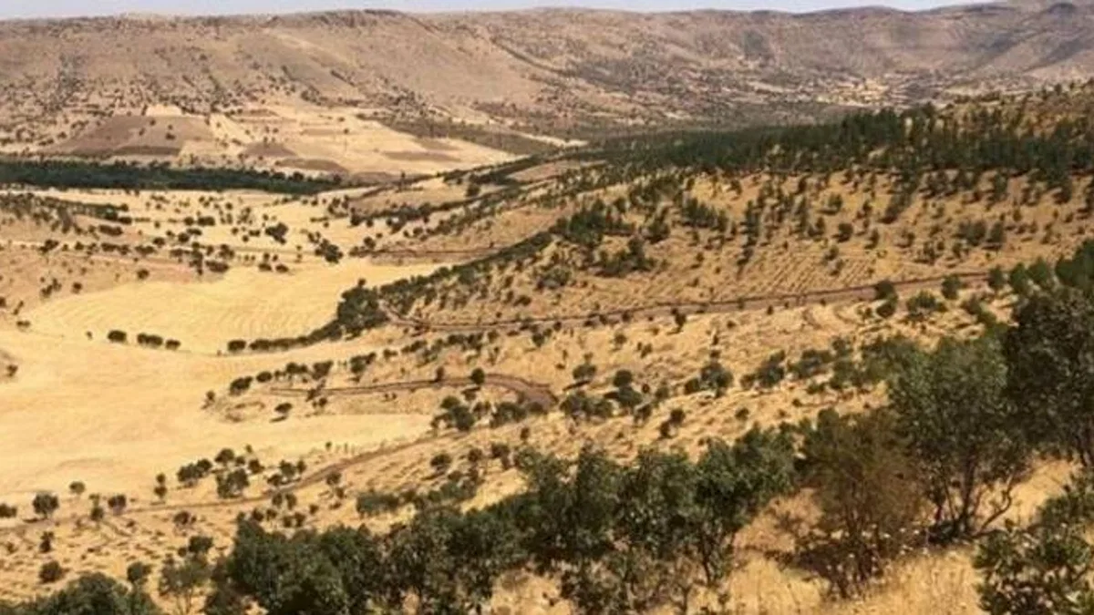 Mardin’de 500 bin fidan toprakla buluşacak