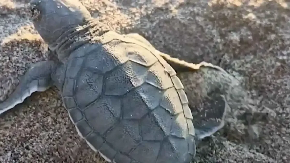 Akyatan’da deniz kaplumbağaları için seferberlik
