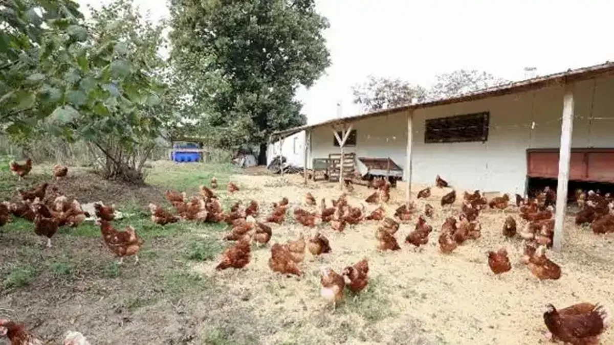 Kafessiz yöntemle 35 milyon yumurta