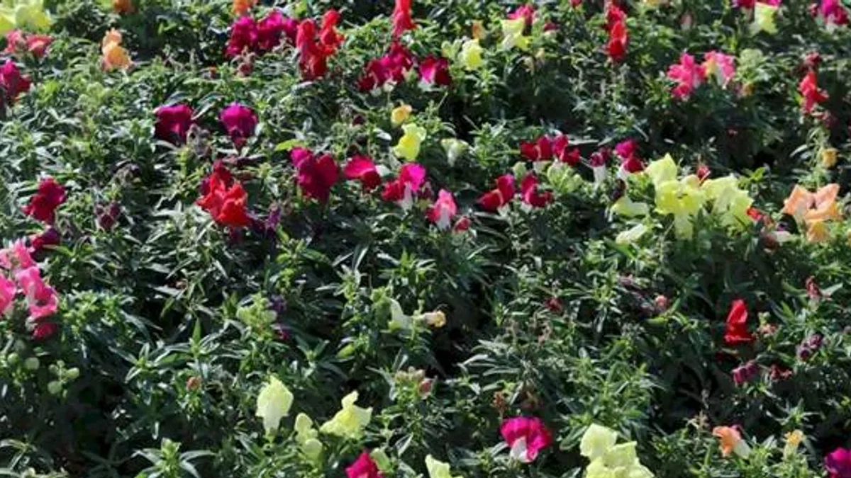 Antalya'da kışlık çiçeklerle rengarenk kent silüeti