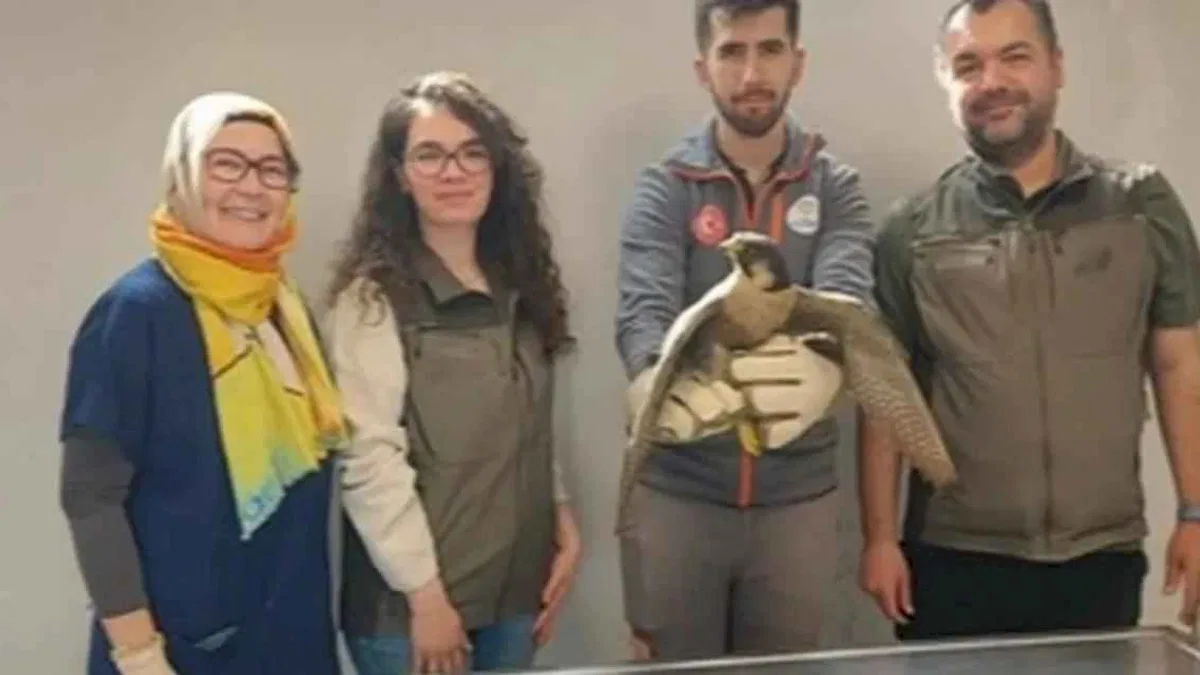Denizli Büyükşehir yaralı akdoğanı hayata döndürdü