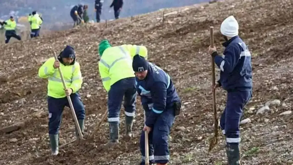 Kocaeli'de 4 bin ağaç toprakla buluşturuluyor