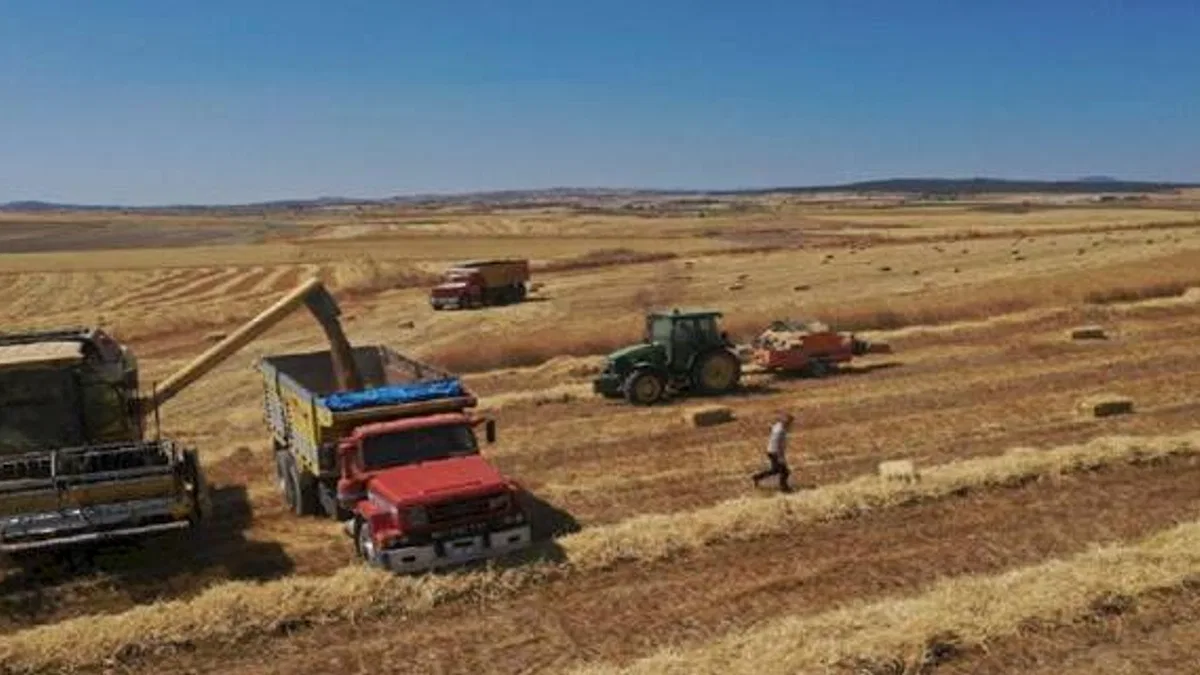 Belediyenin buğdayları un olarak dağıtılacak