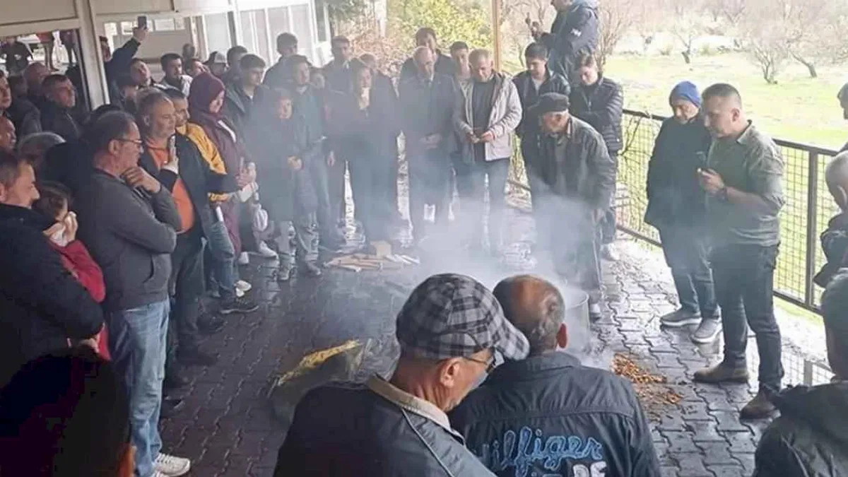 Muğla'da badem biti ve zeytin zararlılarıyla mücadele