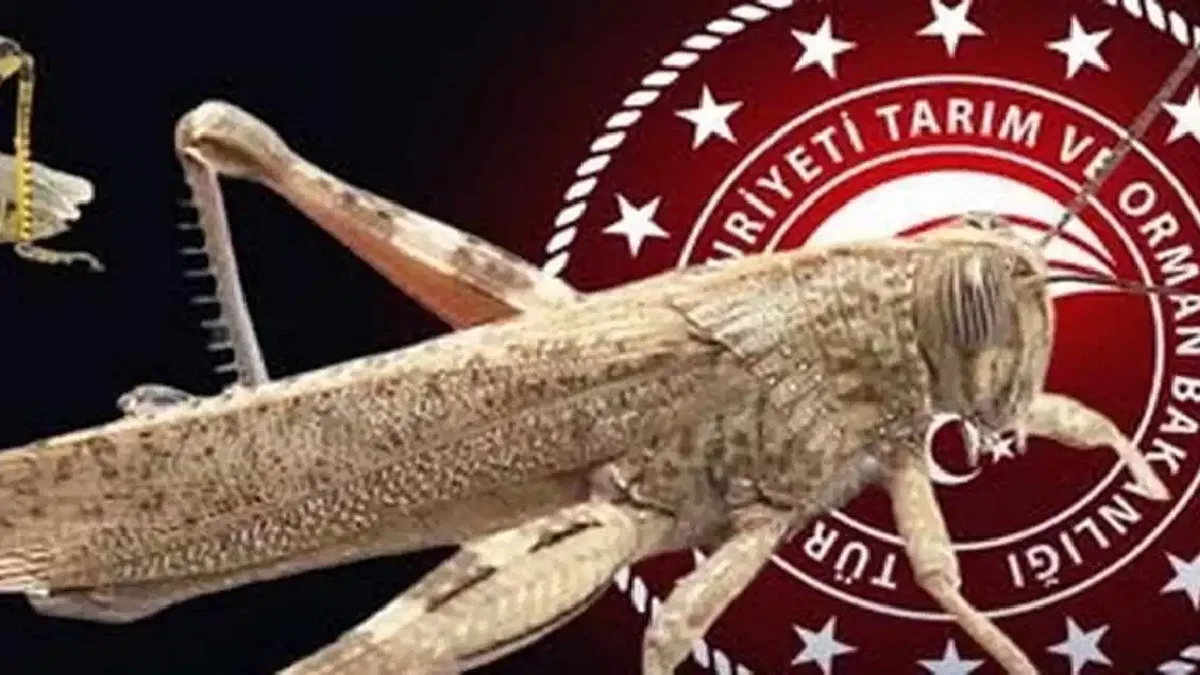 Bakanlıktan 'çekirge istilası' açıklaması... Ekonomik zarar oluşturan popülasyon yok